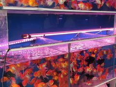 -清平路水族市场