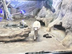 -西安曲江海洋极地公园