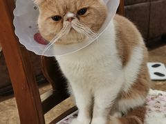 -伟伟宠物医院·CT影像中心·瑞派犬猫综合性门诊(汉口总院)