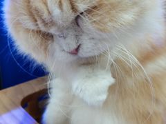 -喵园·猫主题咖啡厅·撸猫·猫咖(国贸店)