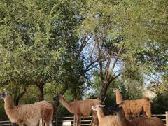 -鄂尔多斯野生动物园