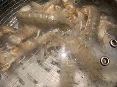 -海味当家·蒸锅海鲜(星海公园店)