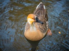 -八大山人梅湖景区