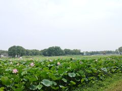 -洪湖生态旅游区