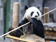 -栾川竹海野生动物园