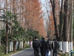 -合肥滨湖国家森林公园