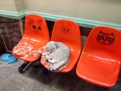 景点-猫咪博物馆(顶澳仔猫街店)