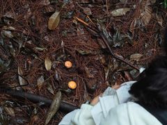 -铁山坪森林公园