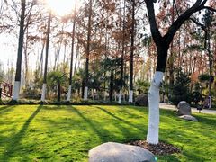 -合肥滨湖国家森林公园