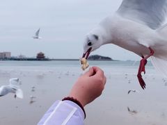 -栈桥景区