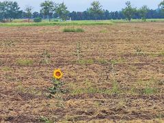 -汉长安城未央宫国家考古遗址公园