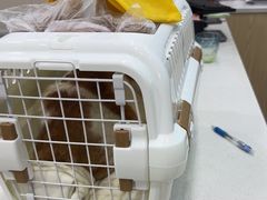 -安安宠医宠物医院·异宠·犬猫内科(岳阳分院)