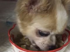 -美联众合动物医院·24h转诊中心