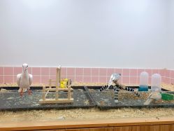 -Moni星球萌宠·小马宝莉·灵蛇·高端高阶全萌宠互动体验俱乐部(红豆国际广场店)