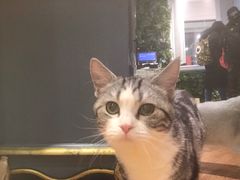 -猫小院猫主题餐厅(三里屯店)