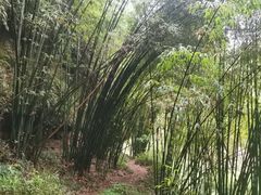 -芦沟竹海