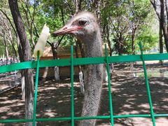 -长白岛森林公园