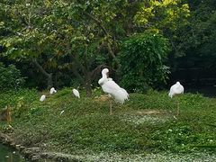 -广州长隆飞鸟乐园