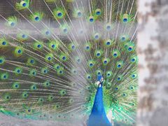 -雪山彩虹谷景区