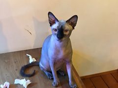 -李小姐の猫咖啡馆(五角场店)