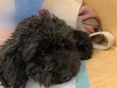 -美联众合动物医院·24h京西诊疗中心
