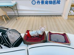 -丹景宠物医院·全科·老年病·牙科(武昌诊疗中心)