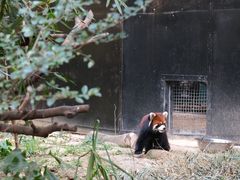 -红山森林动物园