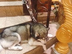 -more than meow吴止猫主题餐厅(承德 中船汇店)