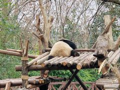 景点-成都大熊猫繁育研究基地
