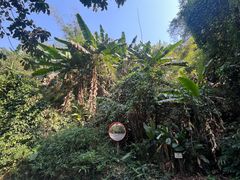 -西双版纳原始森林公园