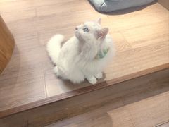 -有猫主题·治愈系猫咖(曾厝垵店)