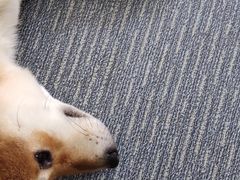 -柴源莊·柴小宠柴犬咖啡