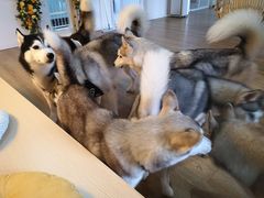 -Husky Go! 哈士奇体验馆·宠物咖啡厅狗咖