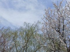 -桃花堤公园