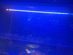 -蜀香三绝·牛蛙·烤鱼·天府炒鸡(安丘泰华店)