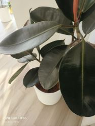 -HEYAN荷妍专业脱毛连锁机构