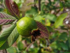 -新塘水果乐园(东洲大道店)