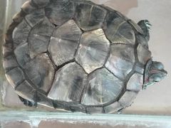 -北京观赏动物医院·24小时大型综合·猫专科·异宠专科