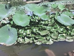 -前关湿地公园