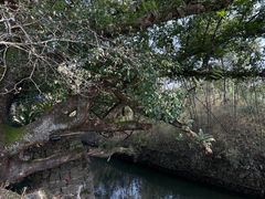 -古堰画乡景区