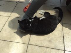 -宠爱国际动物医院· 猫科· 外科·中兽医(长白店)