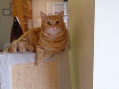 -猫咖时代(中山亭店)