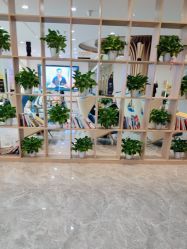 -碧莲盛·不剃发植发