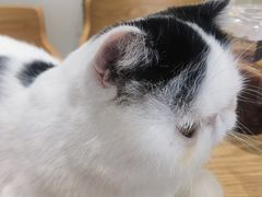 -藏猫猫咖啡主题馆(中央大道店)