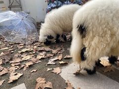 -HERRE·FARM 赫尔露营农场·团建聚会包场