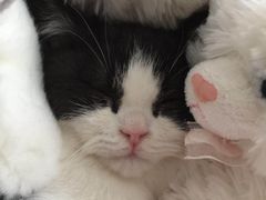 -纳吉亚猫专科动物诊疗中心(蒋宅口分院)
