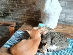 -老屋咖啡