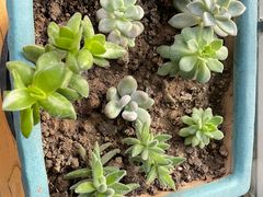 -苹果树下艺术餐厅(通州店)