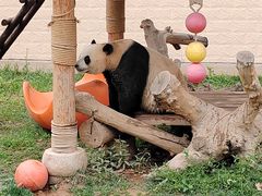 -石家庄市动物园