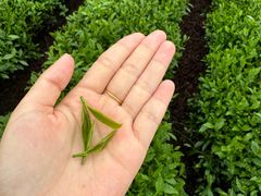 -龙坞茶村